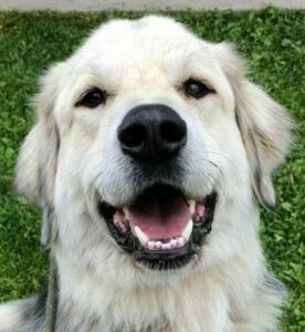 Clive the therapy dog smiling.